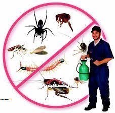شركة مكافحة الحشرات بالرياض